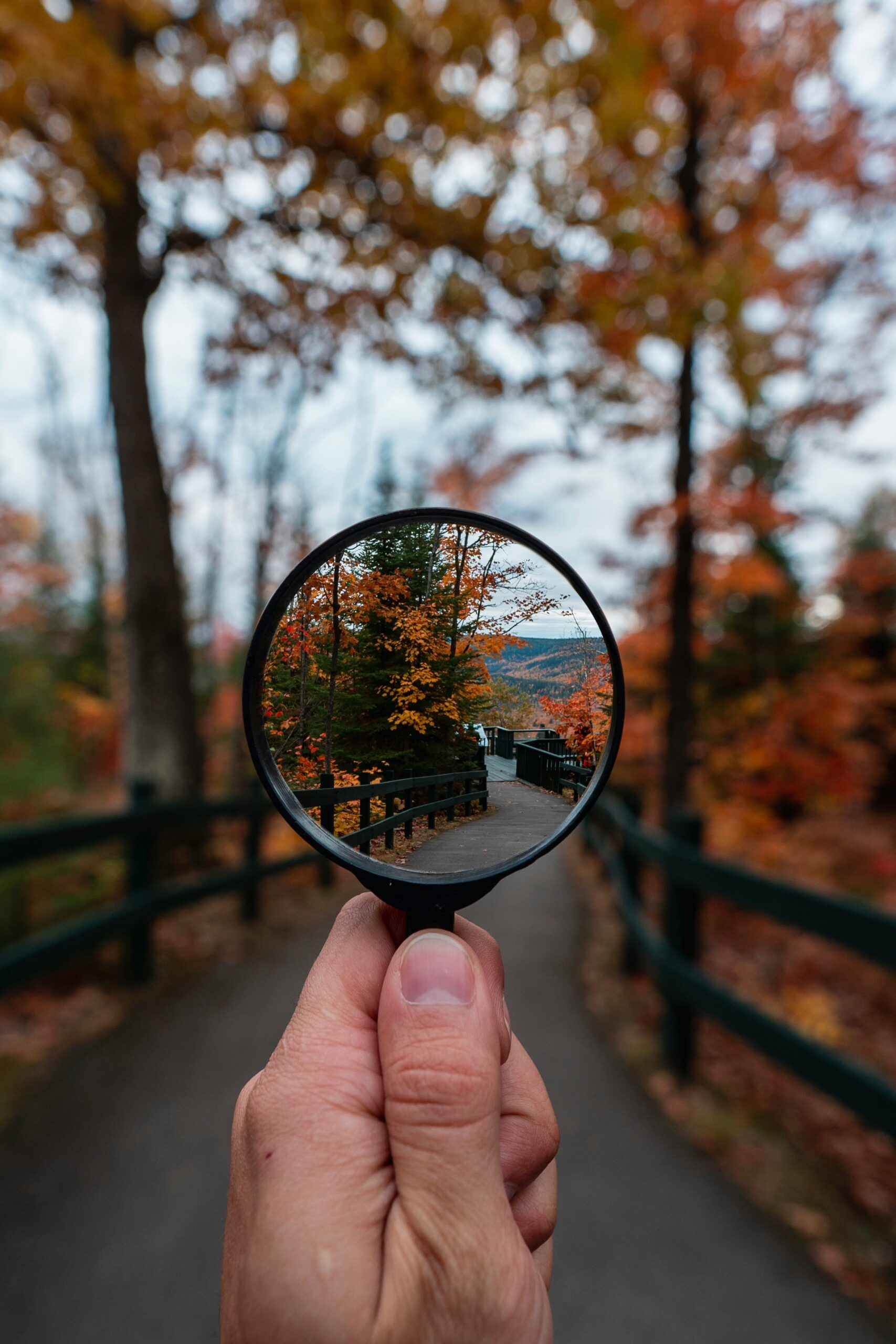 Magnifying glass focusing on trees.