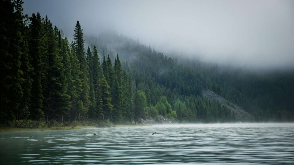 A misty lake bordered by dense green pine trees and a forested hillside, with fog drifting over the water and trees.