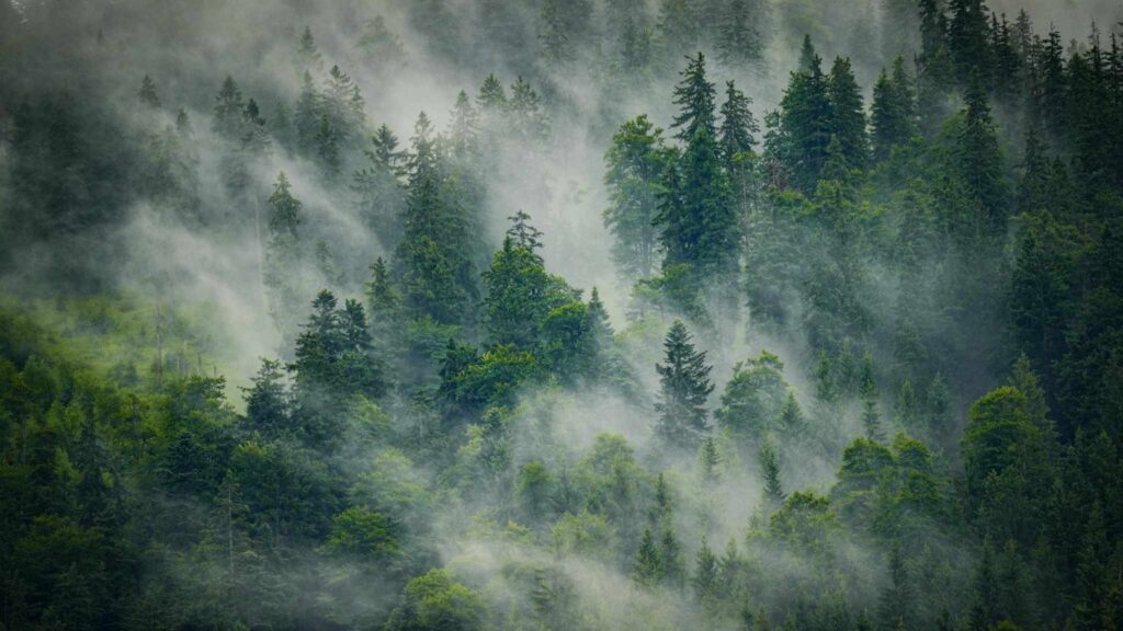 Mist drifts through a dense, green forest of tall pine and fir trees, creating a mysterious and tranquil atmosphere. The trees vary in height and the fog partially obscures some of the foliage.