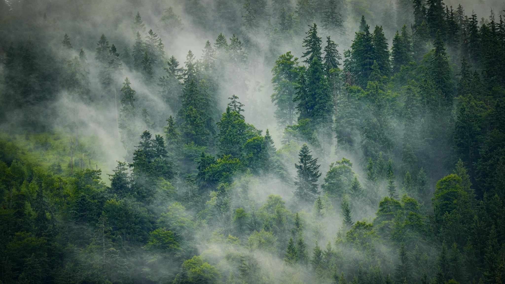 Mist drifts through a dense, green forest of tall pine and fir trees, creating a mysterious and tranquil atmosphere. The trees vary in height and the fog partially obscures some of the foliage.